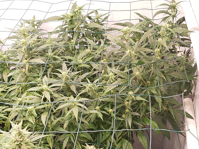 Growreport Bild 6