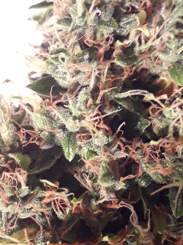Growreport Bild 6