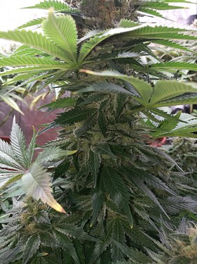 Growreport Bild 23