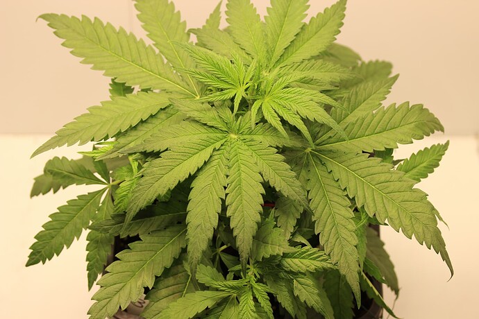 Growreport Bild 16