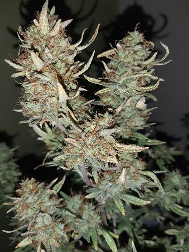Growreport Bild 3