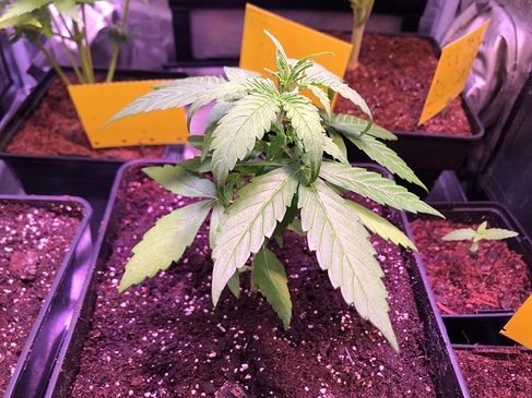 Growreport Bild 45