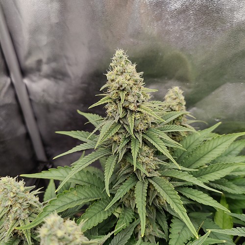 Growreport Bild 10