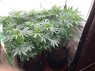 Growreport Bild 4