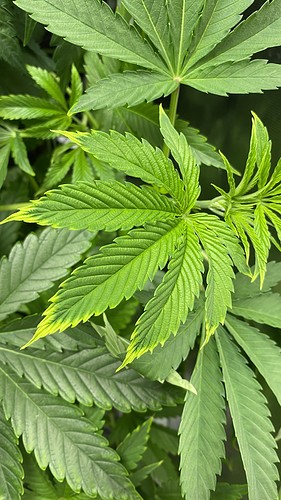 Growreport Bild 1