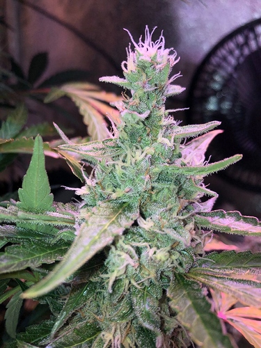 Growreport Bild 25