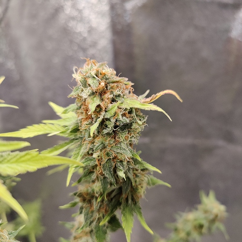 Growreport Bild 4
