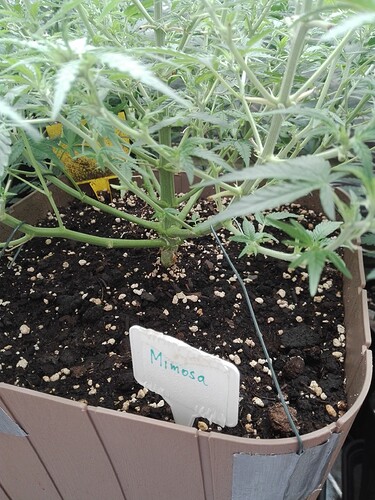 Growreport Bild 13