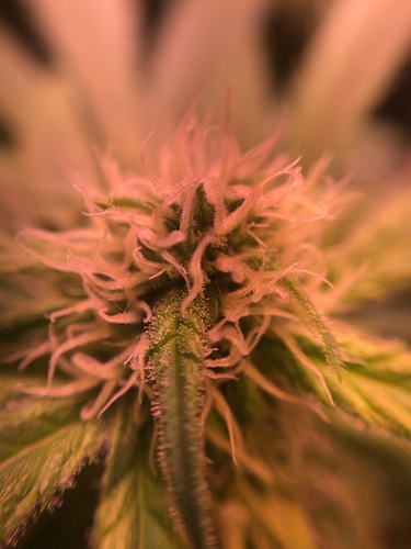 Growreport Bild 29