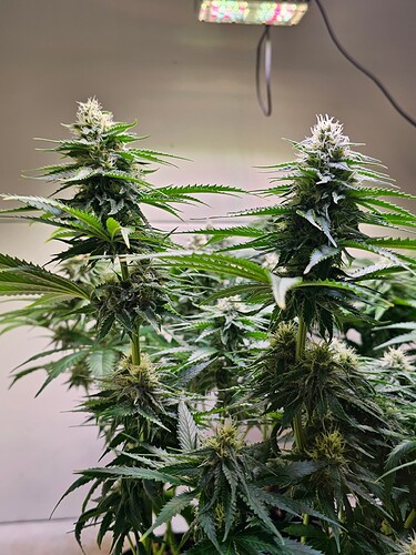 Growreport Bild 14