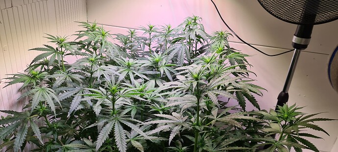 Growreport Bild 1