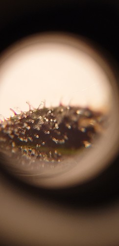 Growreport Bild 20