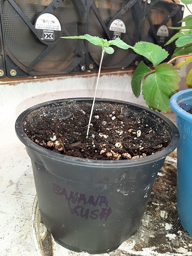 Growreport Bild 1