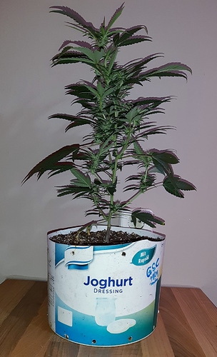 Growreport Bild 13