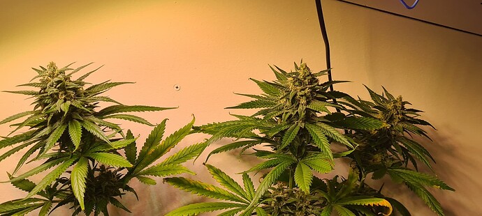 Growreport Bild 20
