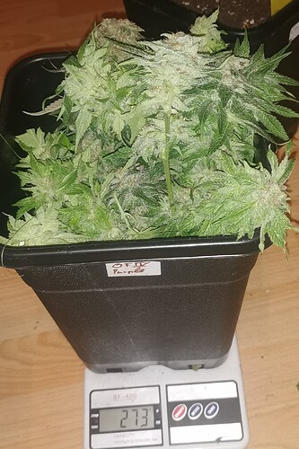 Growreport Bild 4