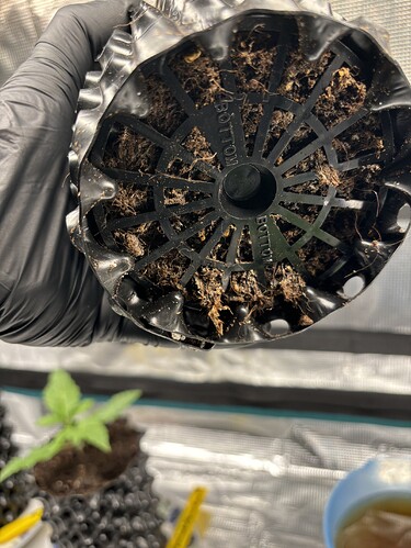 Growreport Bild 107