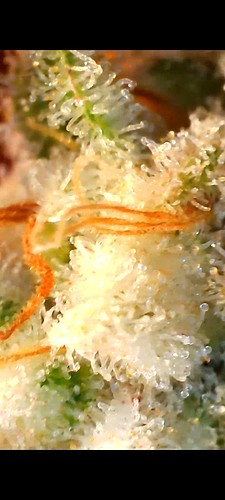Growreport Bild 1