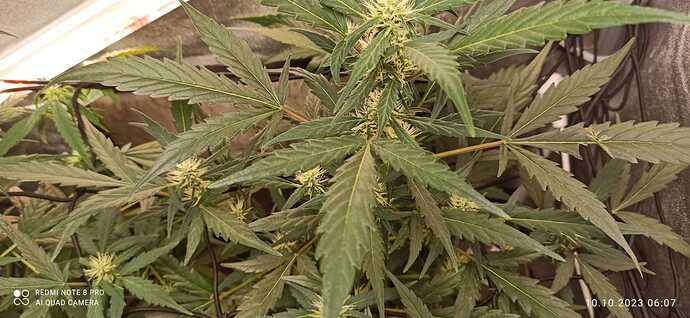 IMG-20231010-WA0007
