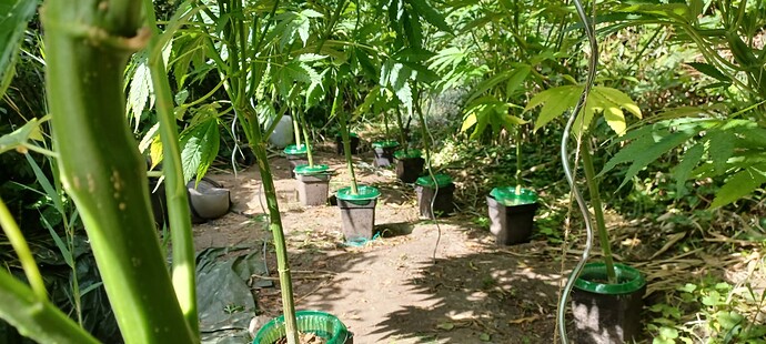 Growreport Bild 3
