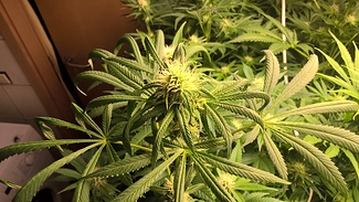 Growreport Bild 1