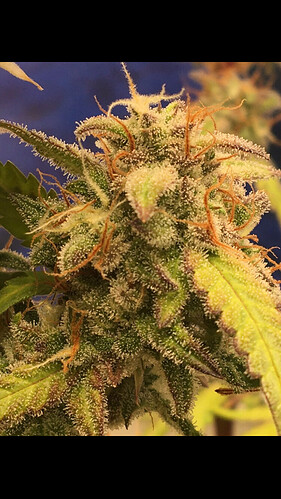 Growreport Bild 7