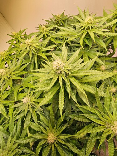 Growreport Bild 12