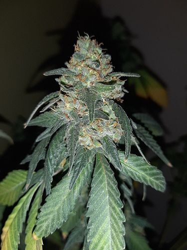 Growreport Bild 3