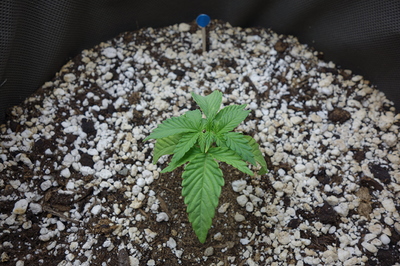 Ein junger Cannabis-Keimling mit mehreren Blättern, der in einem Topf mit Erde und Perlit wächst.