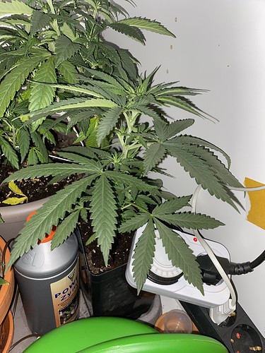 Growreport Bild 3