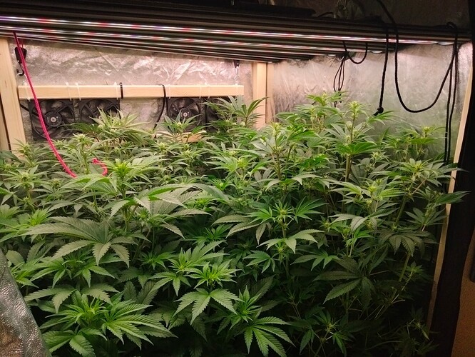 Growreport Bild 8