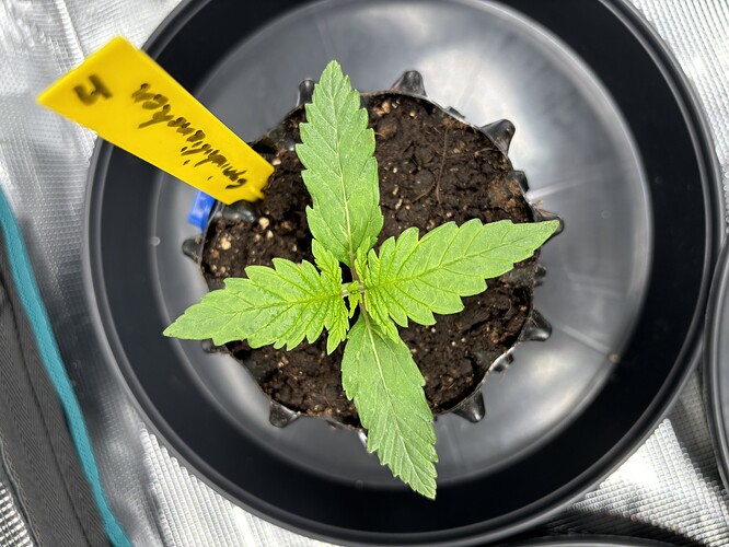 Growreport Bild 66