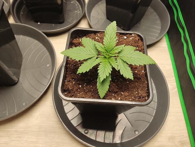 Growreport Bild 20