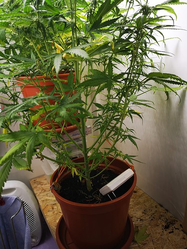 Growreport Bild 5
