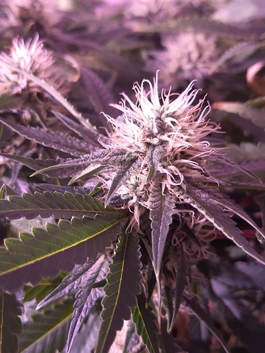 Growreport Bild 7