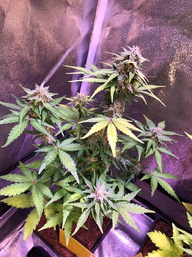 Growreport Bild 43