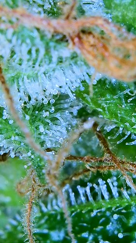 Growreport Bild 10