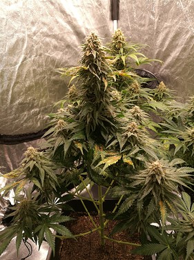 Growreport Bild 9