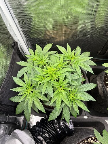 Growreport Bild 3