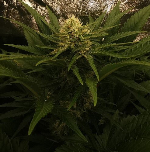 Growreport Bild 36