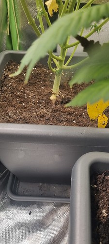 Growreport Bild 2