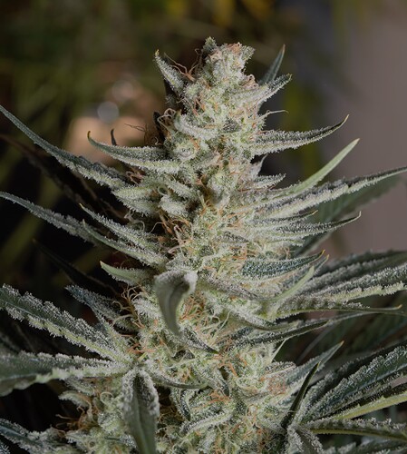 Growreport Bild 7