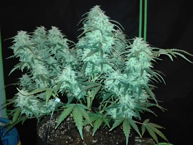 Growreport Bild 5