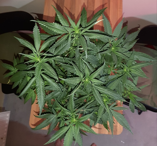 Growreport Bild 11