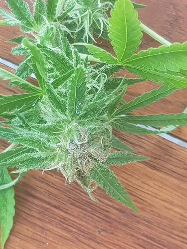 Growreport Bild 13