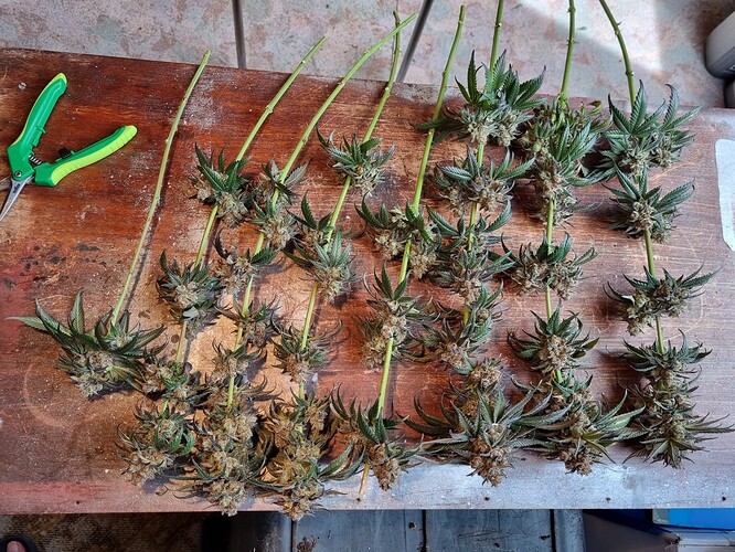 Growreport Bild 28