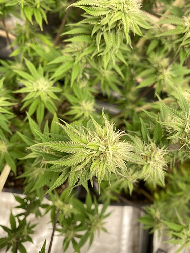 Growreport Bild 8