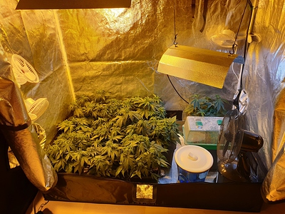 Growreport Bild 2