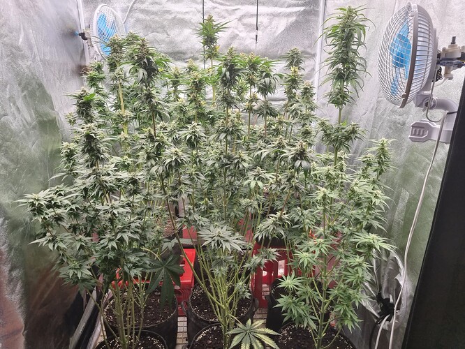 Growreport Bild 7
