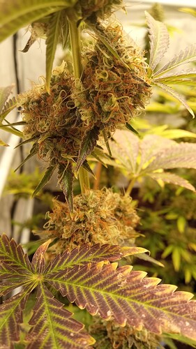 Growreport Bild 15